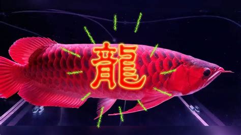 龍魚鱗片受傷